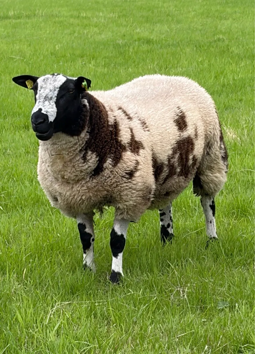 Dutch spotted Ram Lambs SIS - Image 1