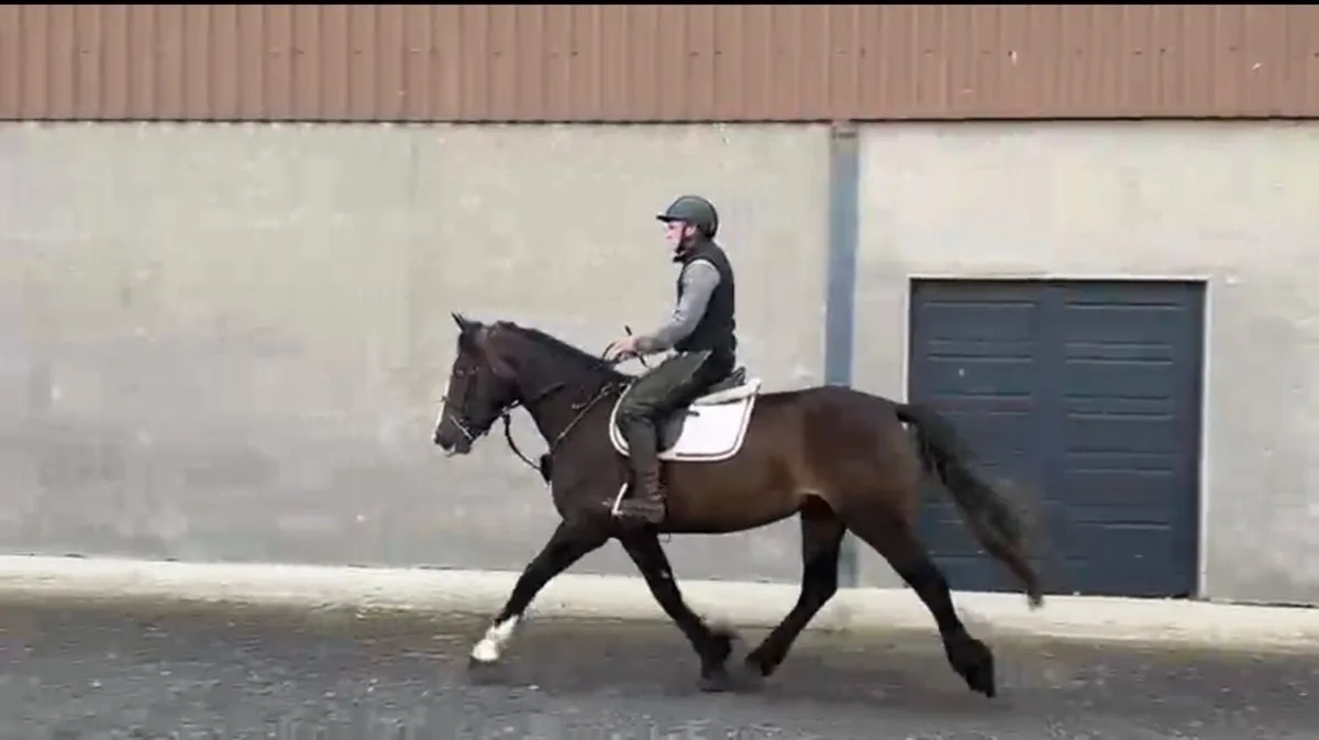 4 year old riding mare will be in drumshanbo 29/08 - Image 3