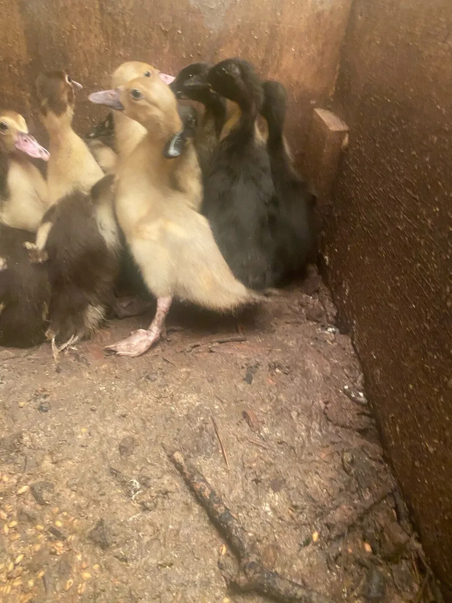 Ducks - Image 2