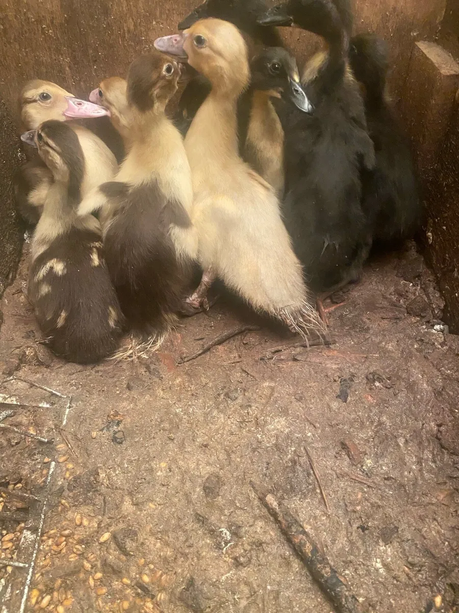 Ducks - Image 1