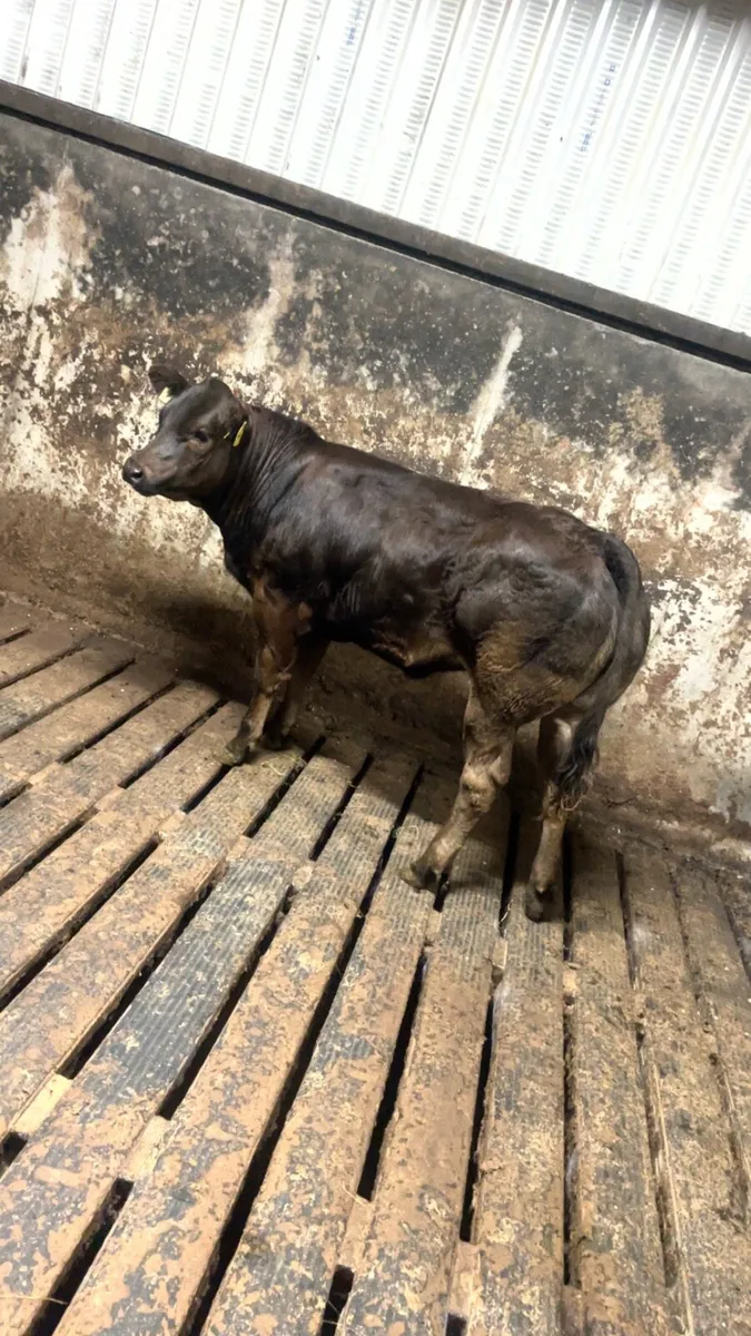 Cracking LMX heifer