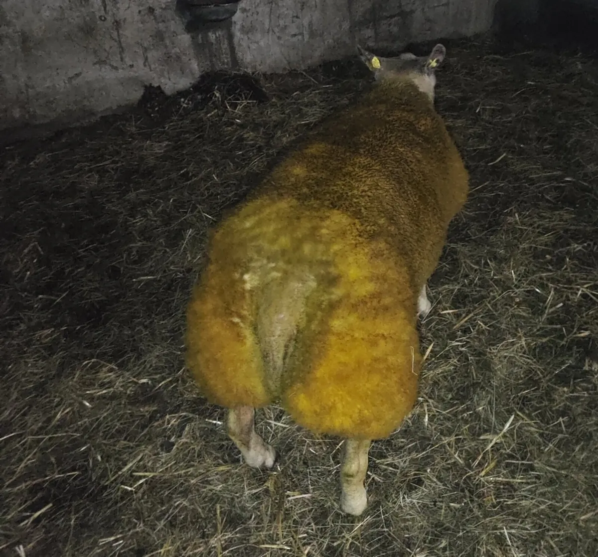 premier sale this Friday 28th tullamore LOT 43 - Image 1