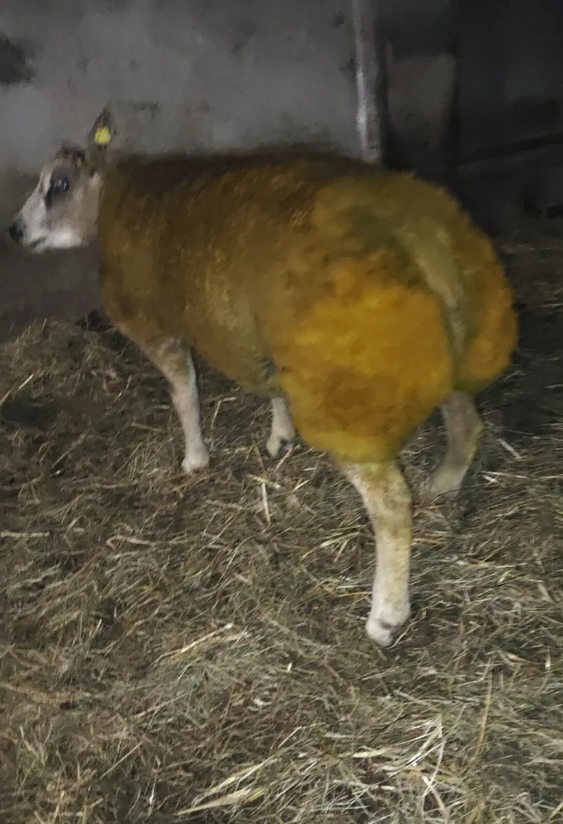 premier sale this Friday 28th tullamore LOT 43 - Image 4