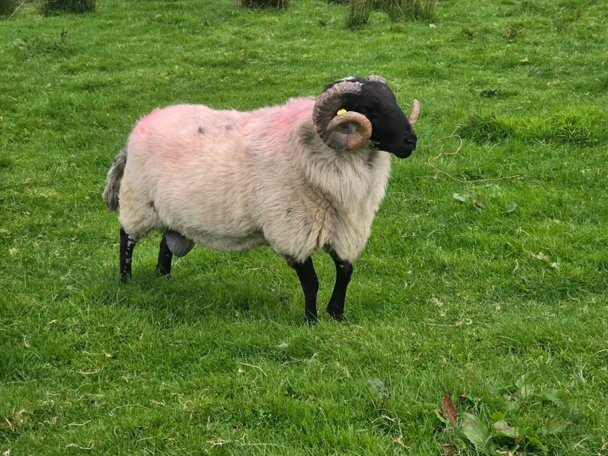 MAYO MOUNTAIN HOGGETS AND 3 YEAR OLD - Image 2