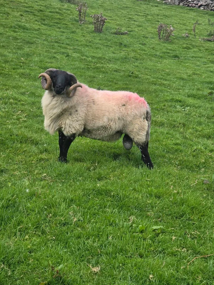 MAYO MOUNTAIN HOGGETS AND 3 YEAR OLD - Image 3