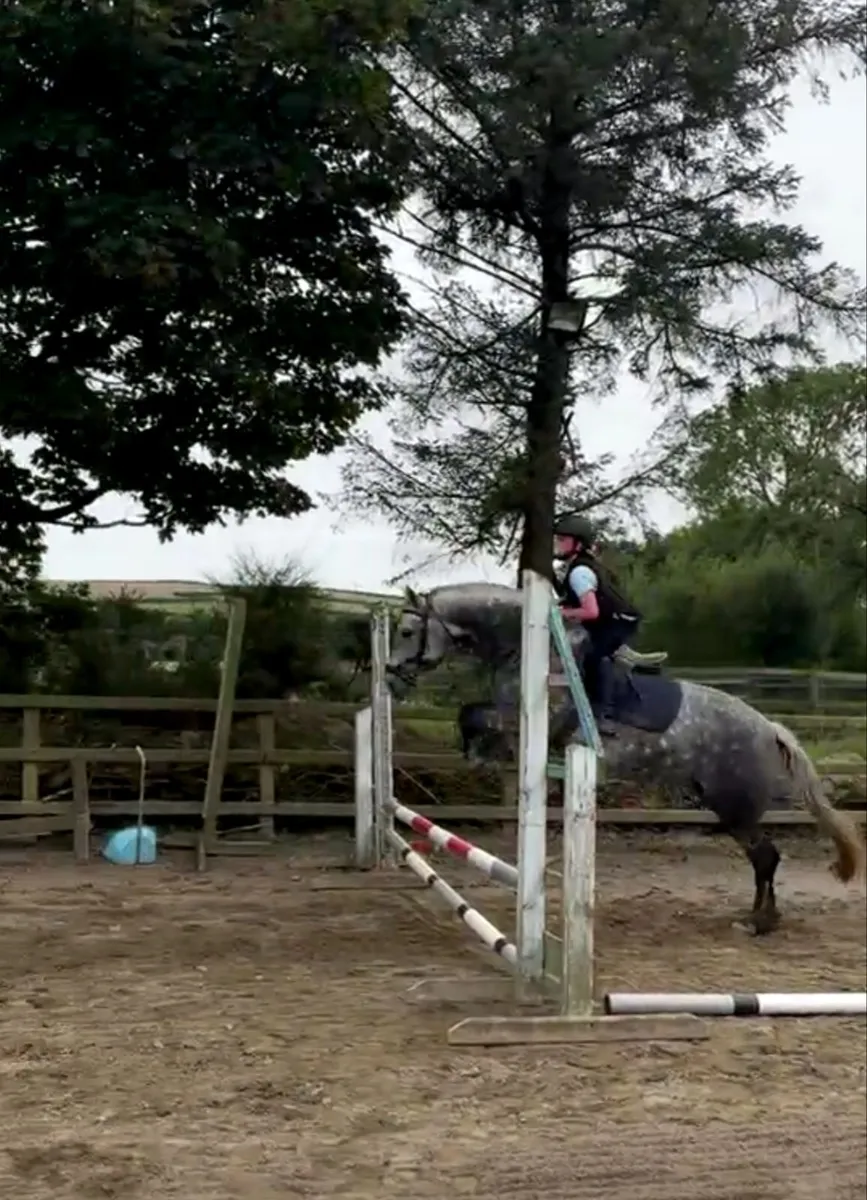 Pony - Image 1