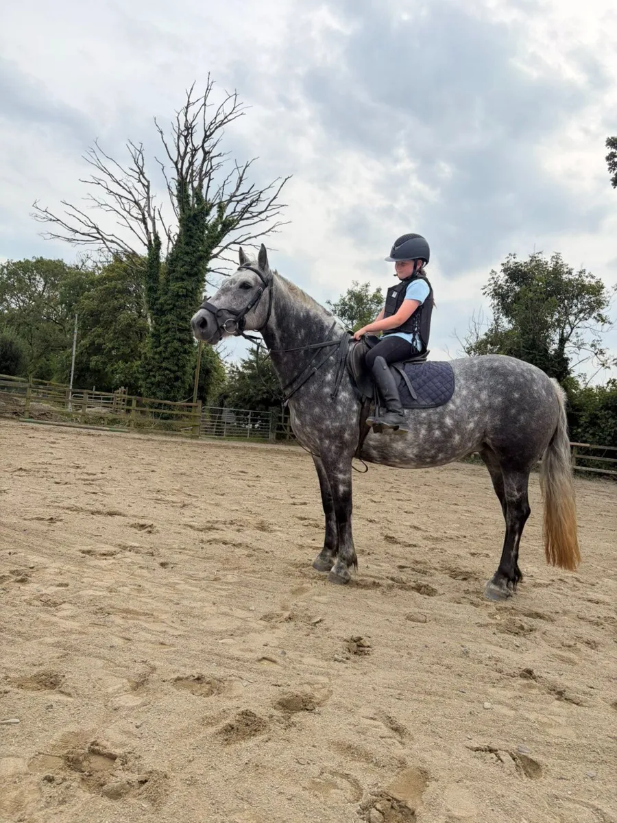 Pony - Image 2
