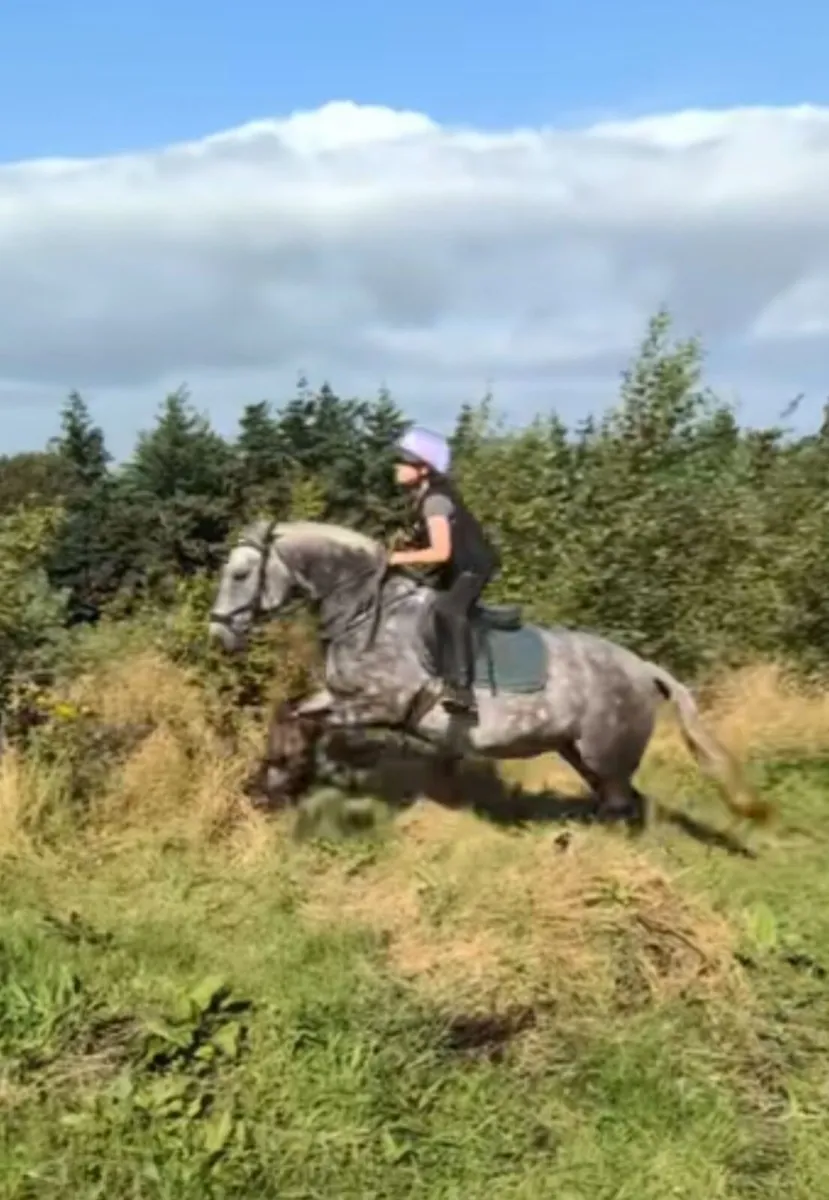 Pony - Image 4