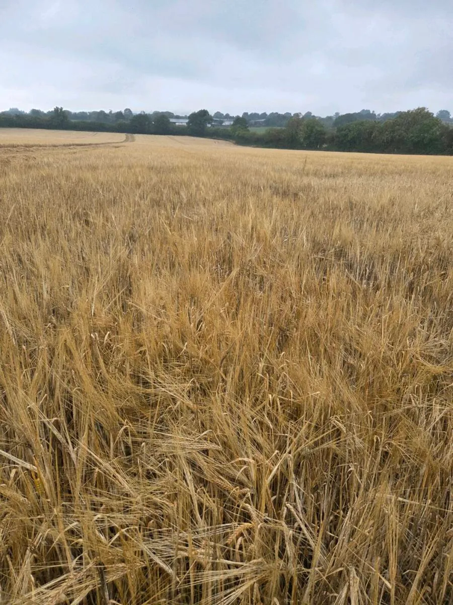 Wholecrop