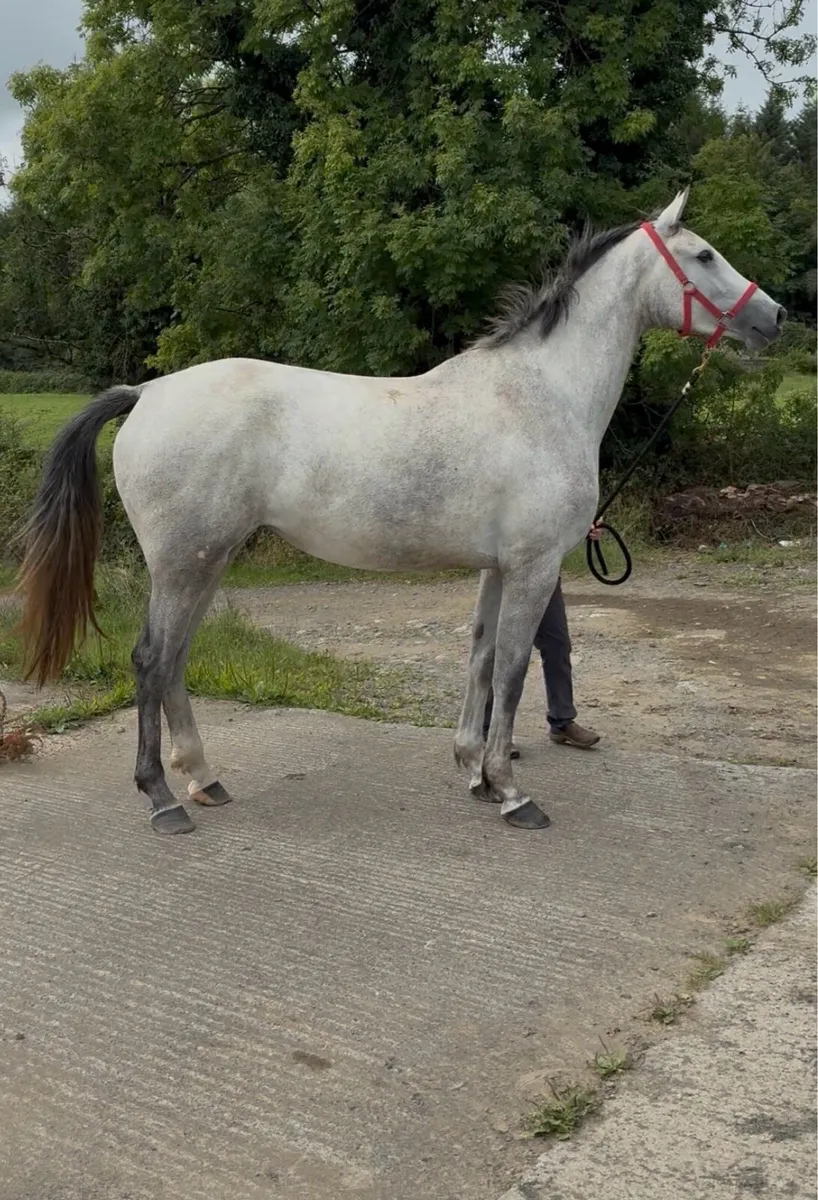 Grand Cru Filly - Image 1