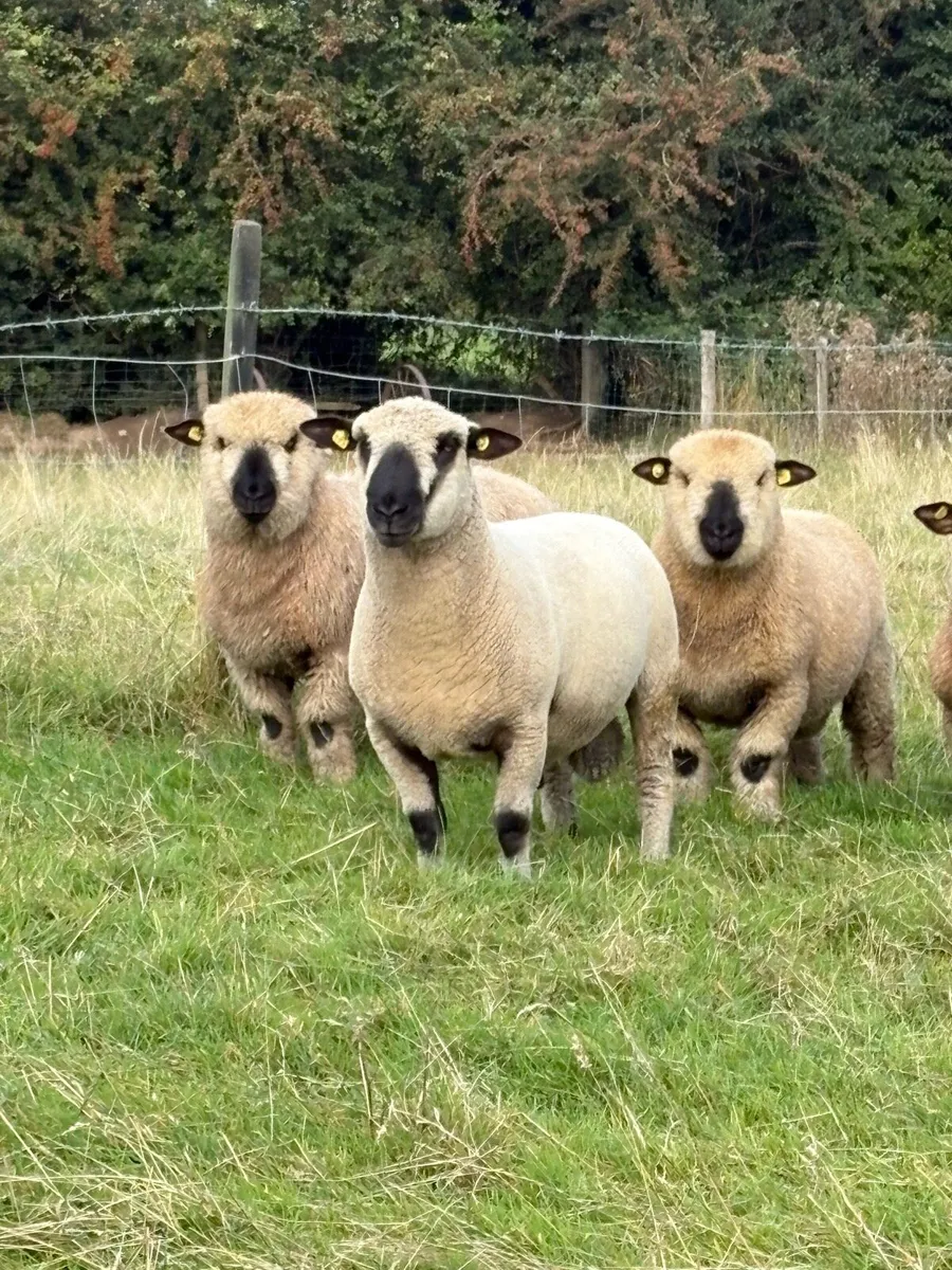 Hampshire down Rams - Image 2