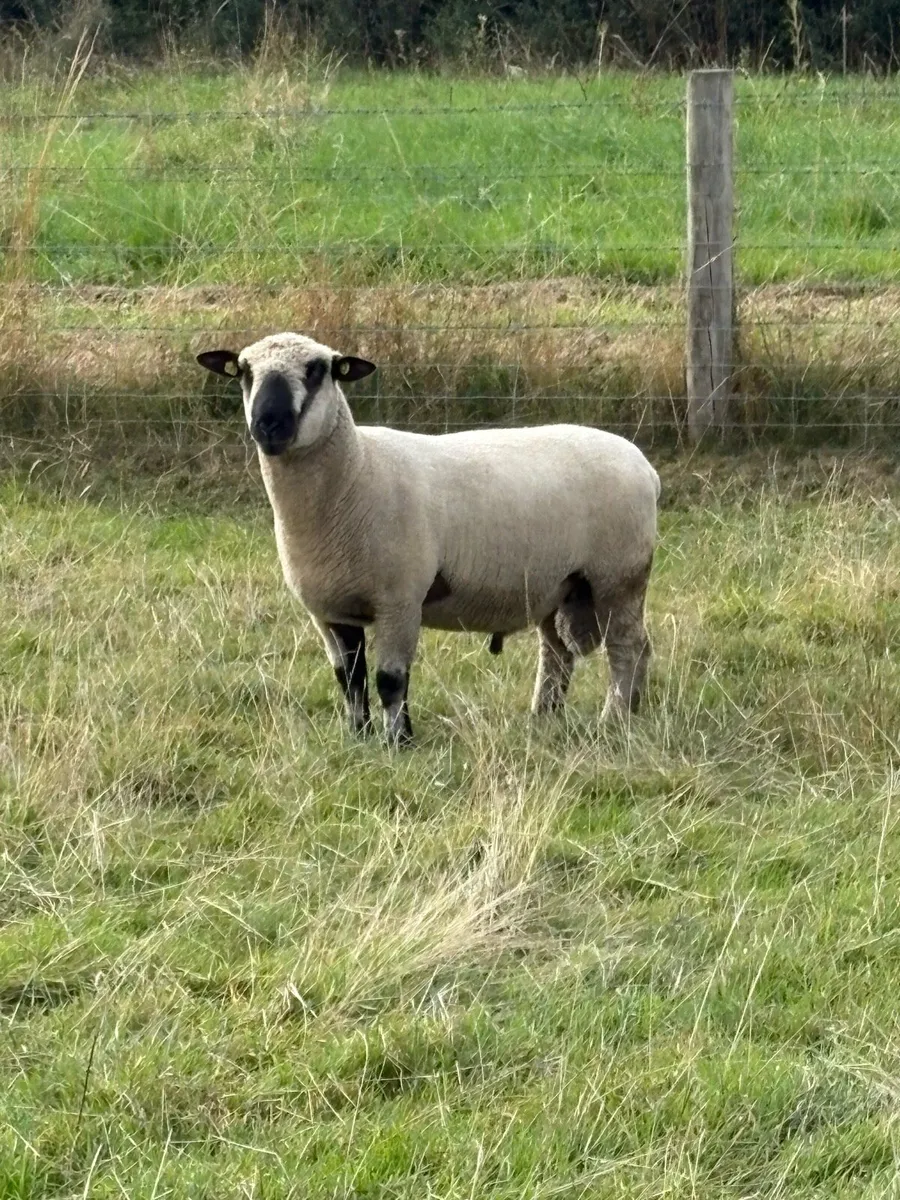 Hampshire down Rams - Image 3