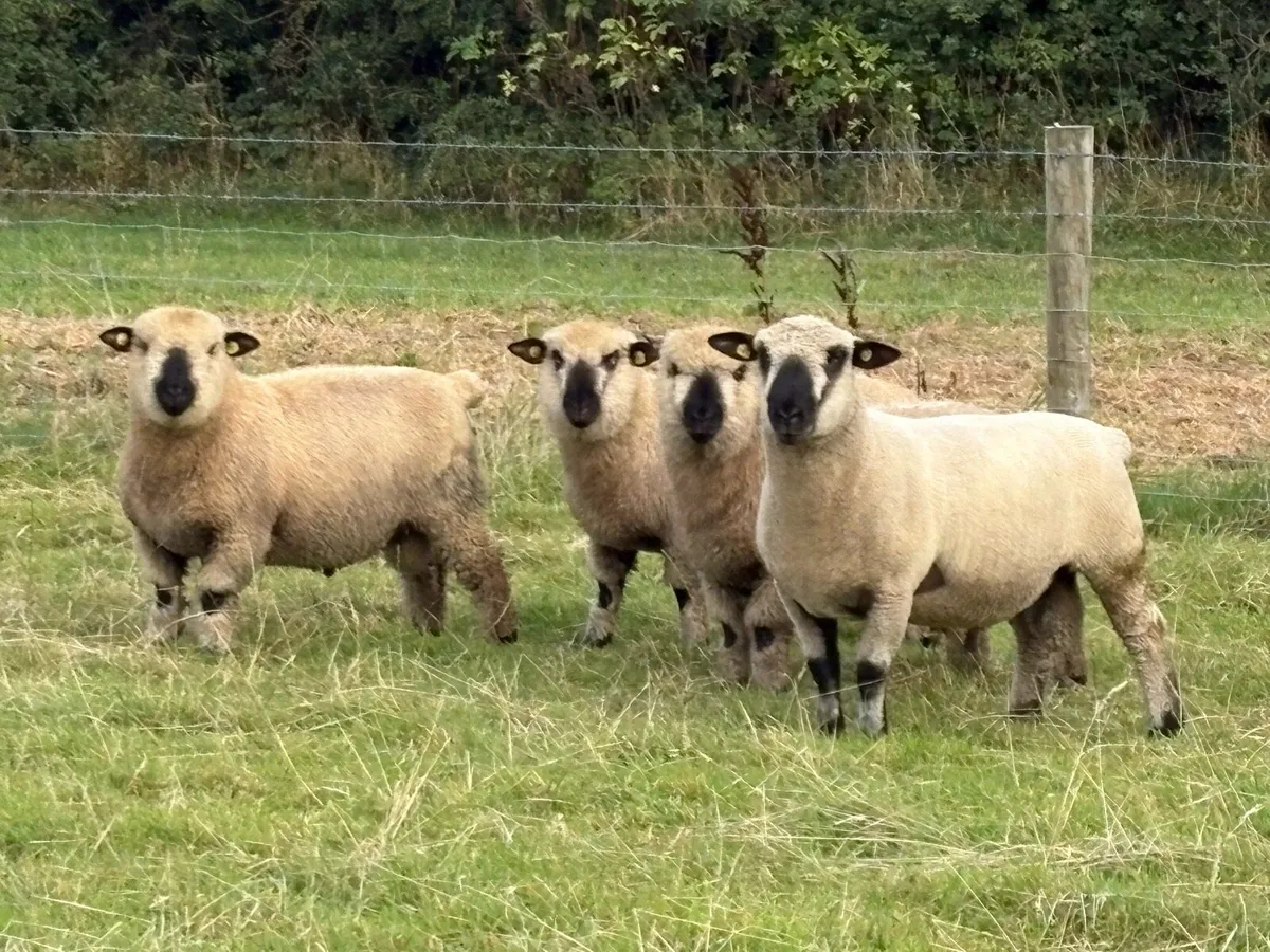 Hampshire down Rams - Image 4