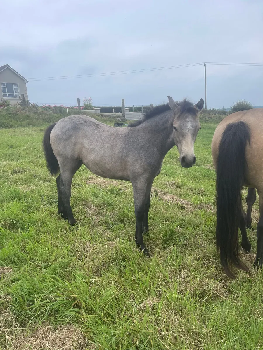 Connemara foals - Image 2