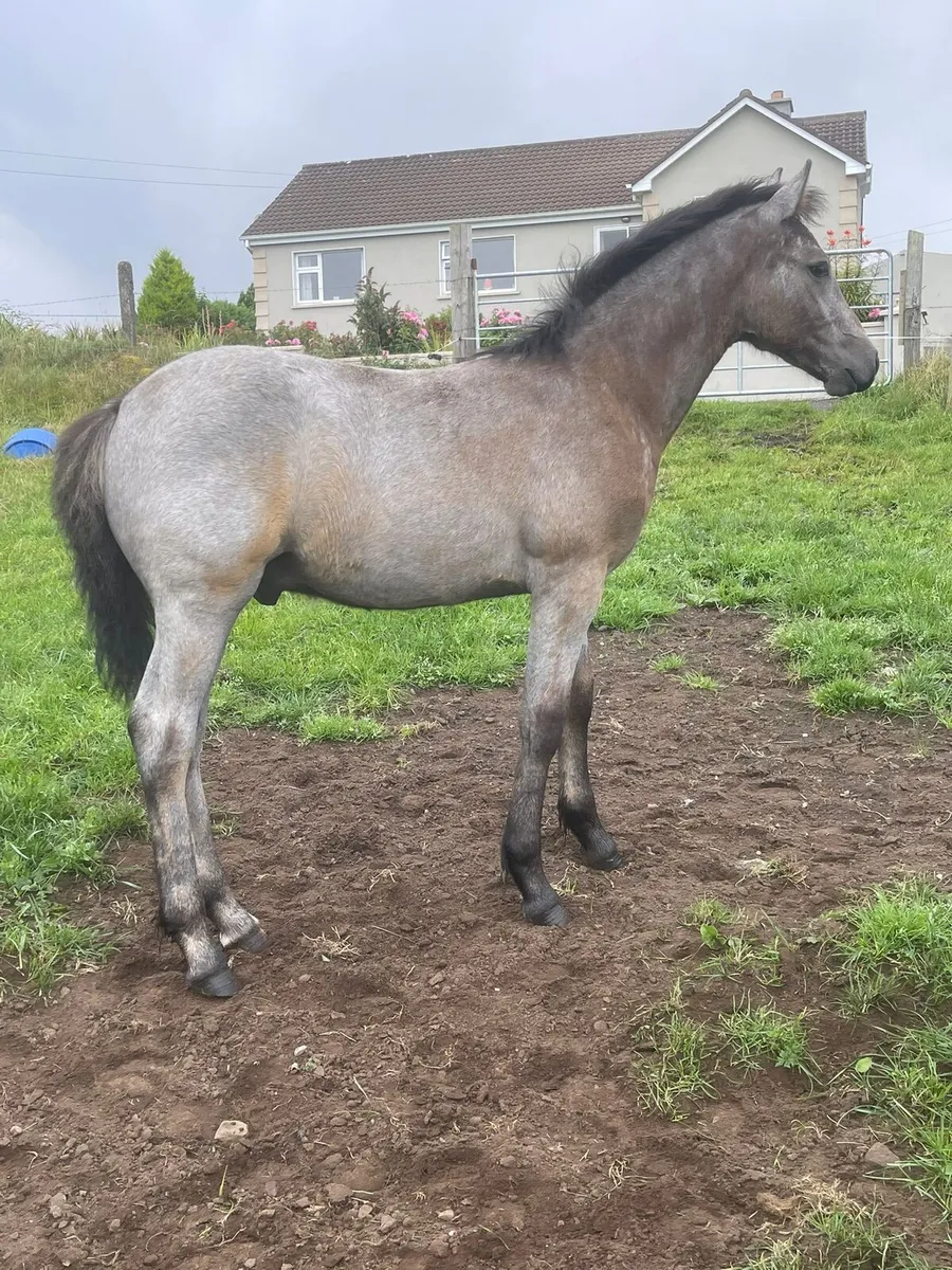 Connemara foals - Image 3