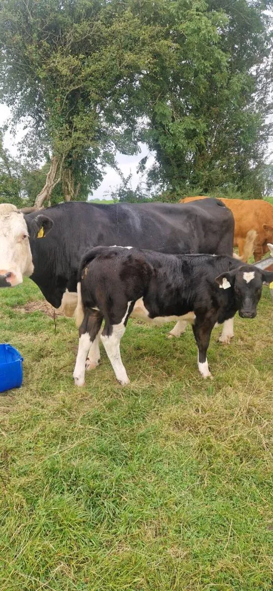 Cows with calves - Image 2