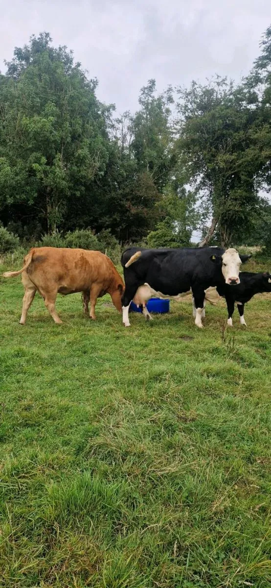 Cows with calves - Image 3