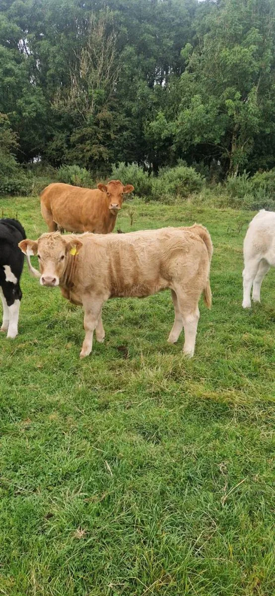 Cows with calves - Image 4
