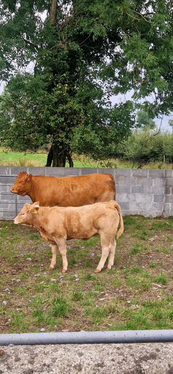 Cows with calves - Image 1