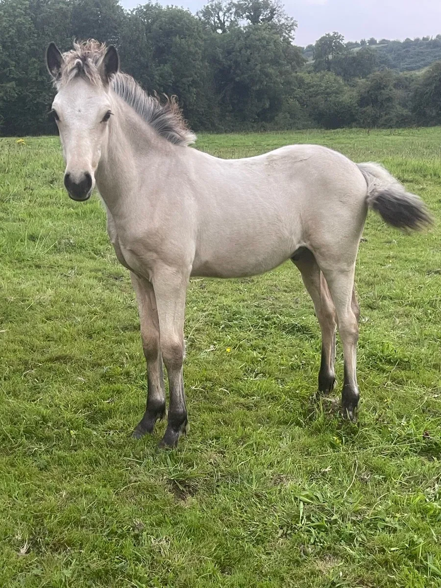 Connemara colt foal - Image 1