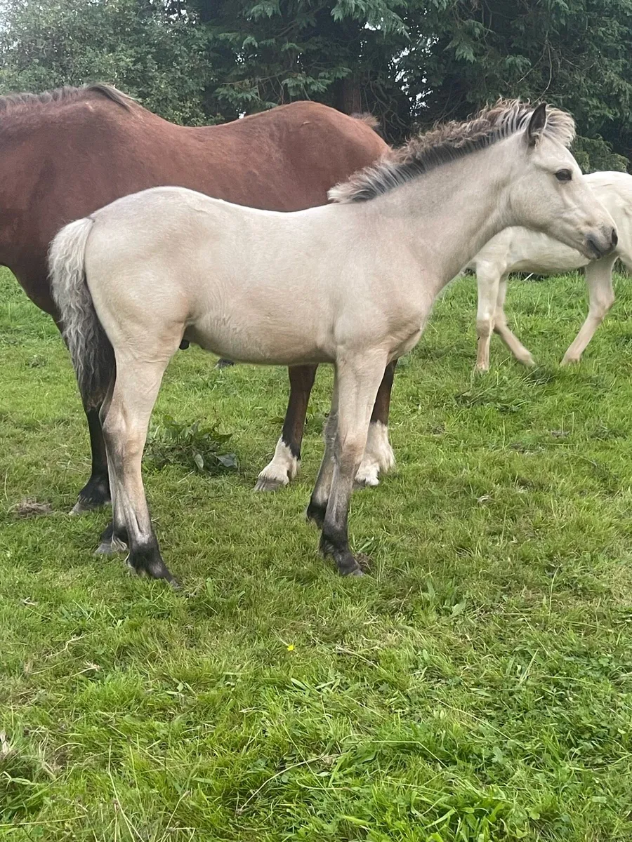 Connemara colt foal - Image 2