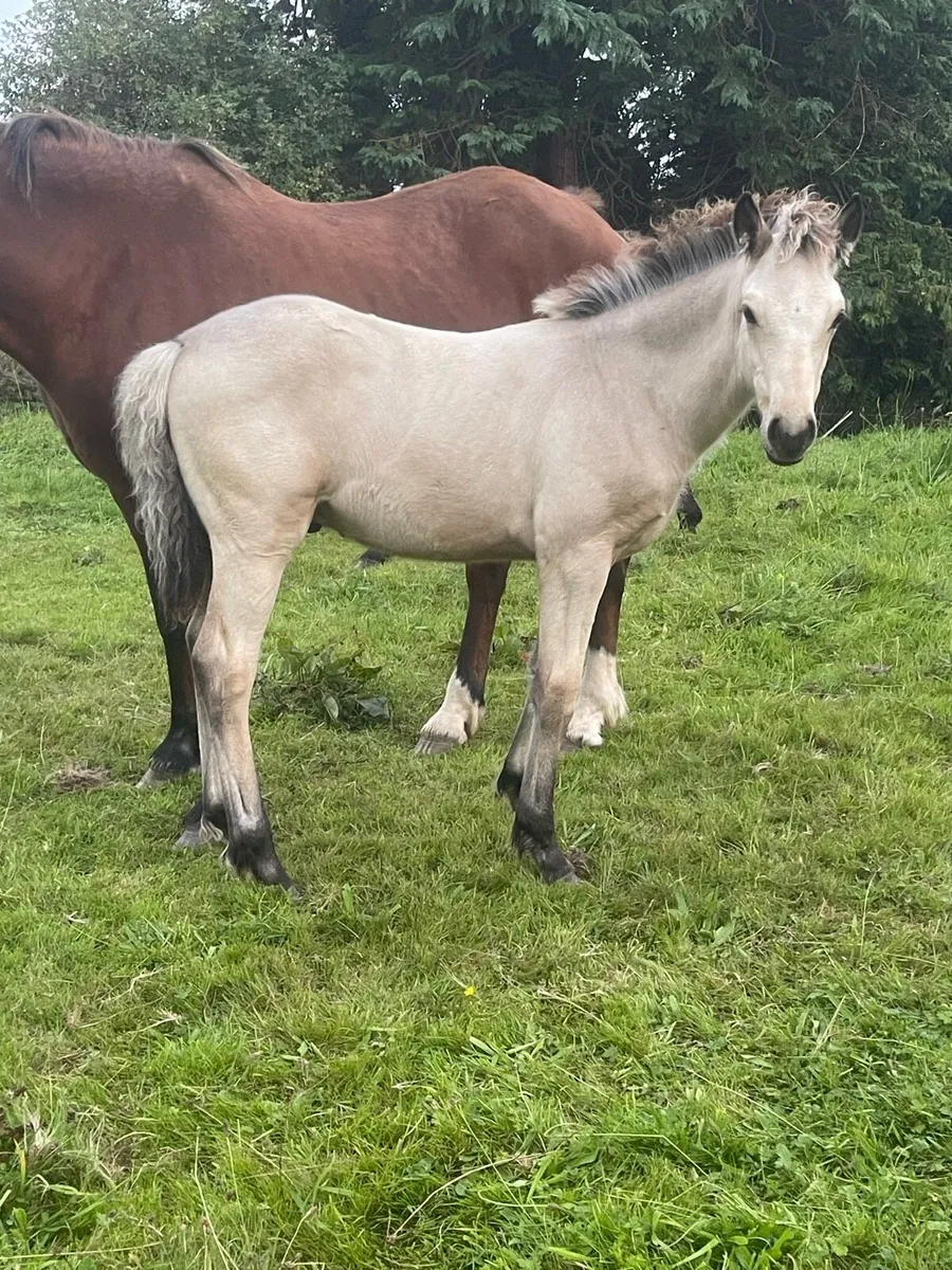 Connemara colt foal - Image 3