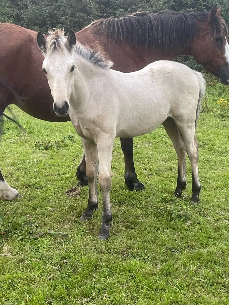 Connemara colt foal - Image 4
