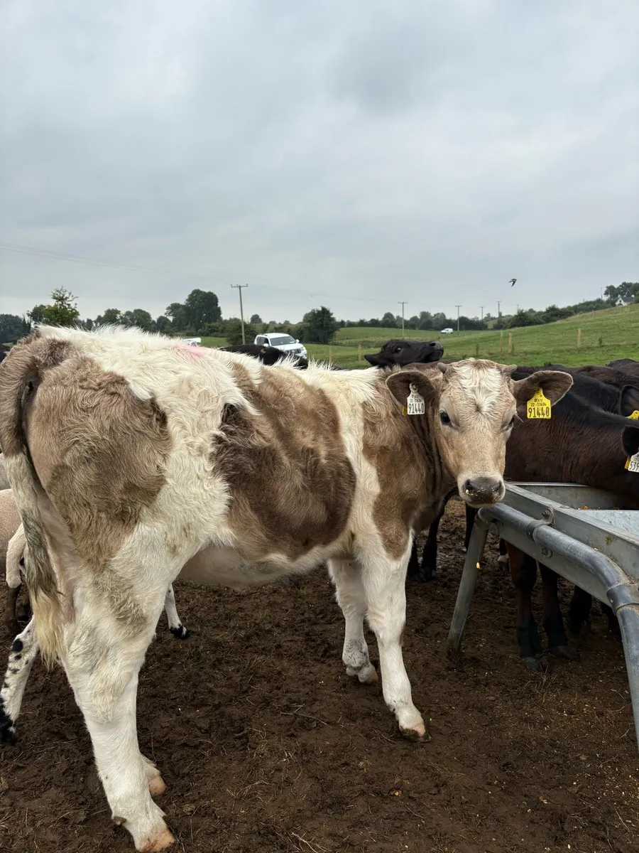 10 super 200kg continental heifer Weanlings - Image 1