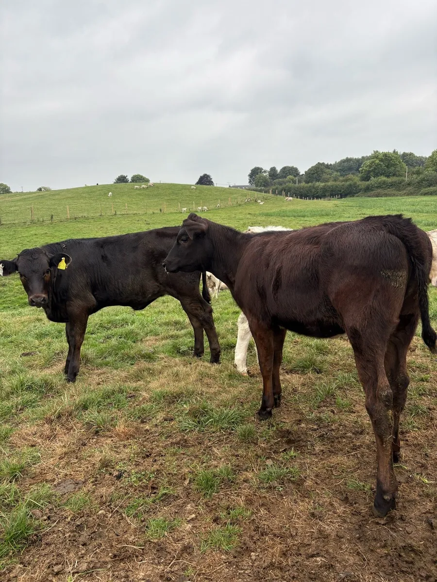 10 super 200kg continental heifer Weanlings - Image 2