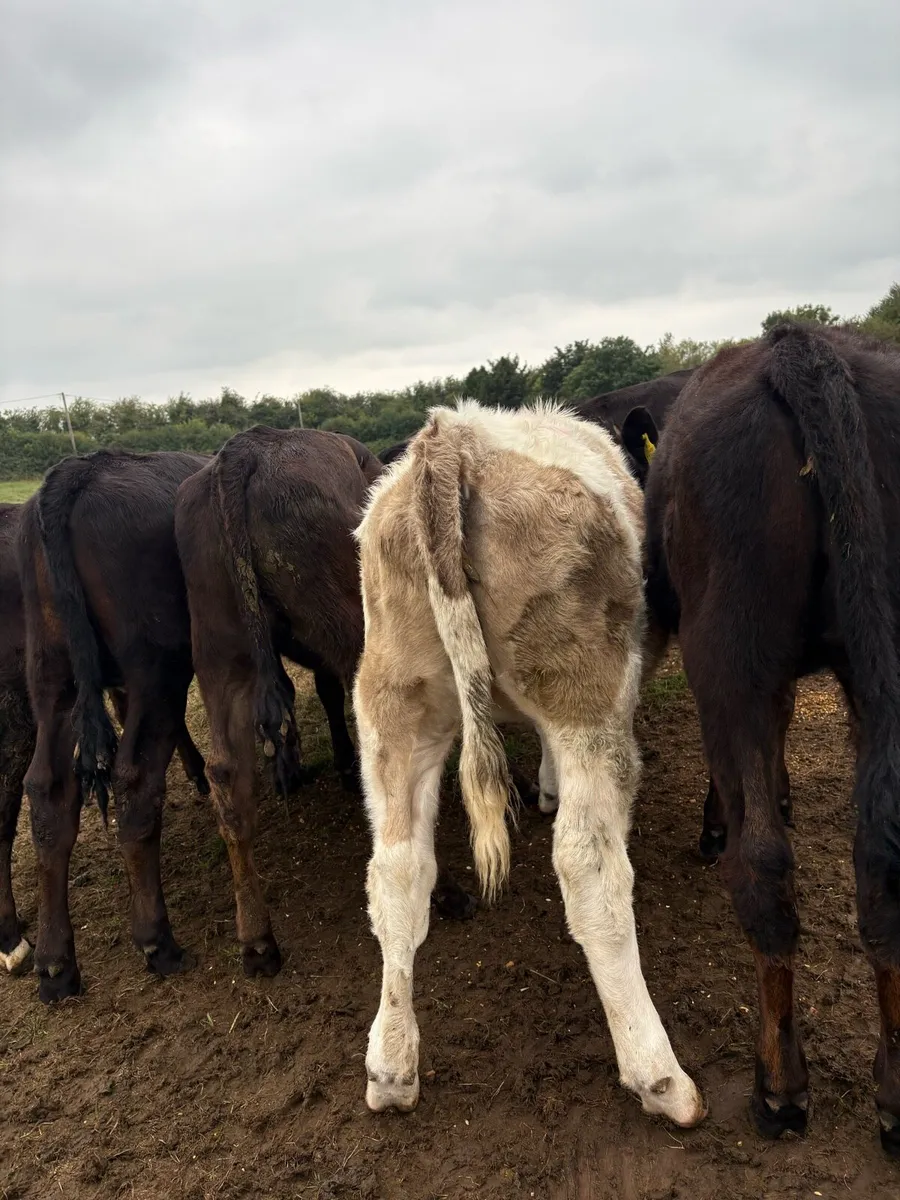 10 super 200kg continental heifer Weanlings - Image 3