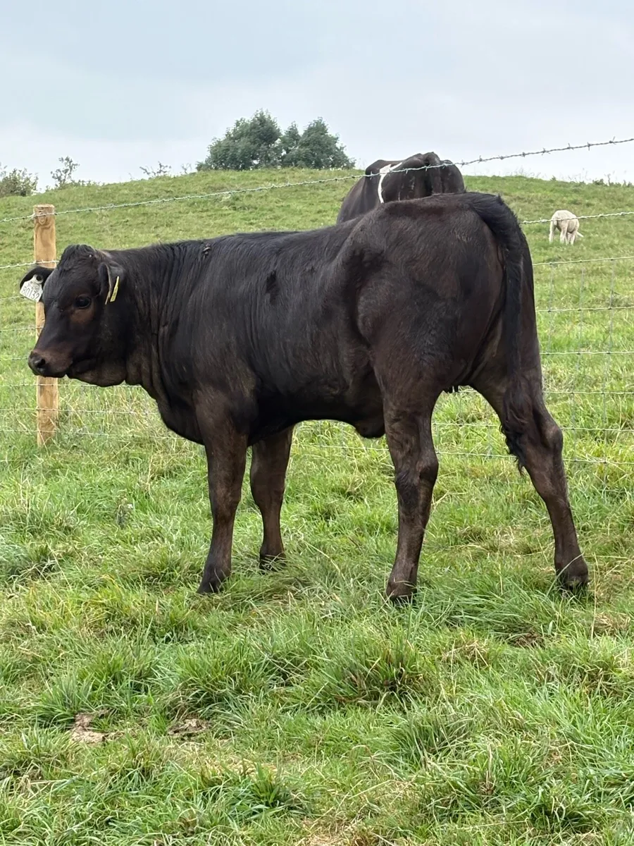 10 super 200kg continental heifer Weanlings - Image 4