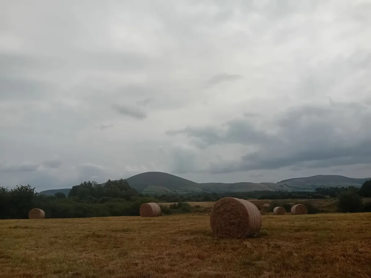 Organic Hay For Sale - Image 1