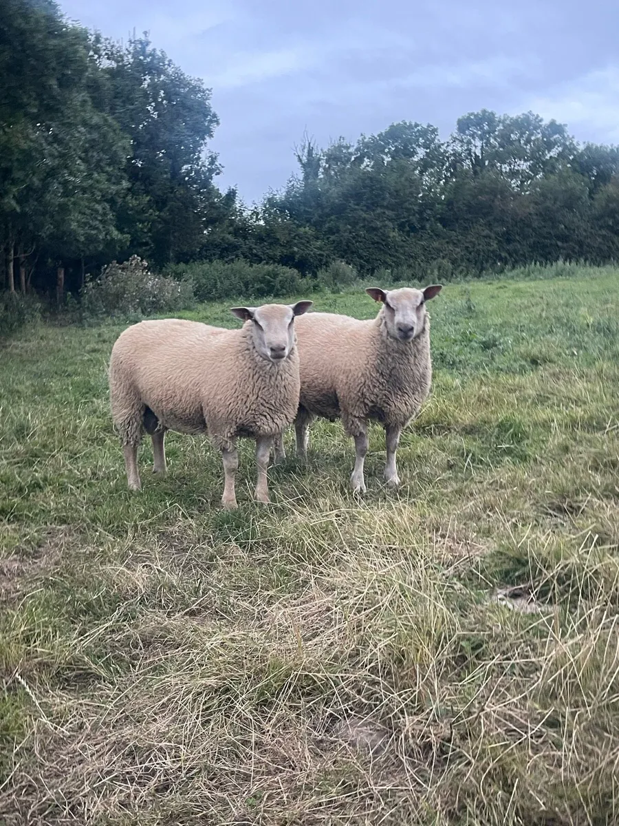 Pbr Charollais Hogget & Ram lambs - Image 2
