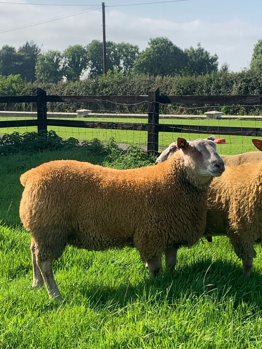 Pbr Charollais Hogget & Ram lambs - Image 1