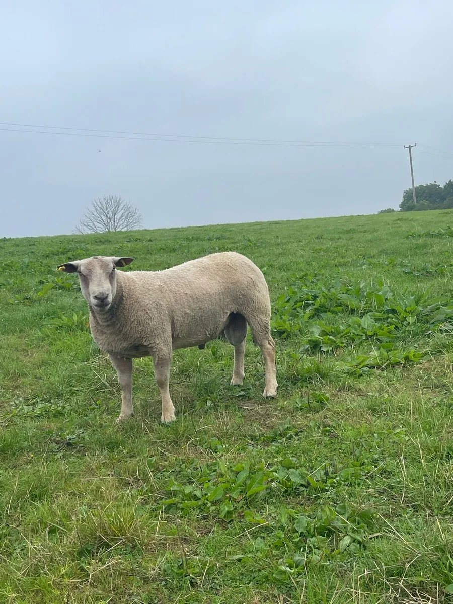 Pbr Charollais Hogget & Ram lambs - Image 4