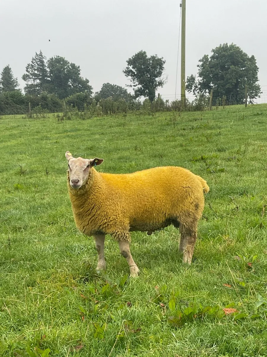 Pbr Charollais Hogget & Ram lambs - Image 3