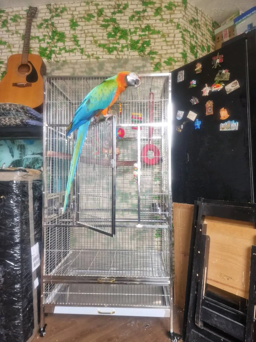 Cages for parrots - Image 2