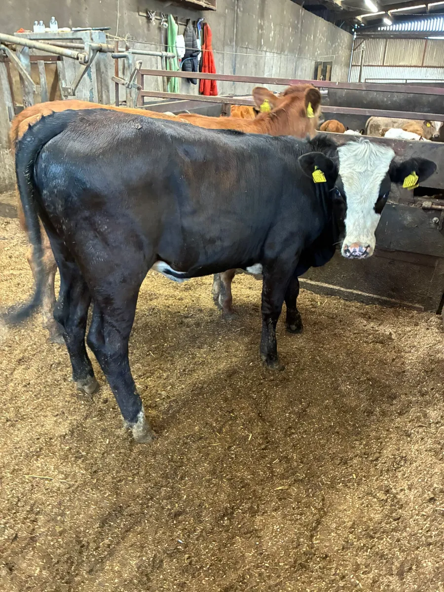 Fkv heifers - Image 1