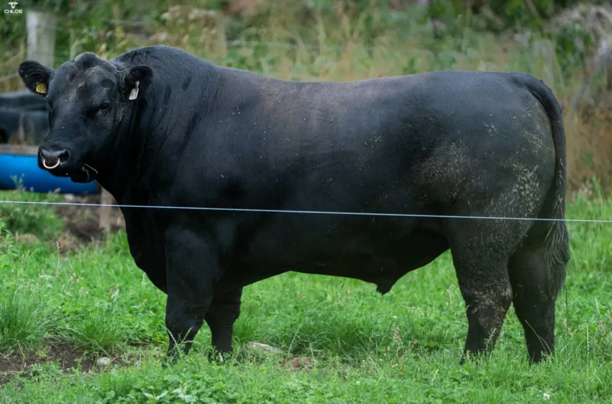 Strong Angus Bulls - Image 1