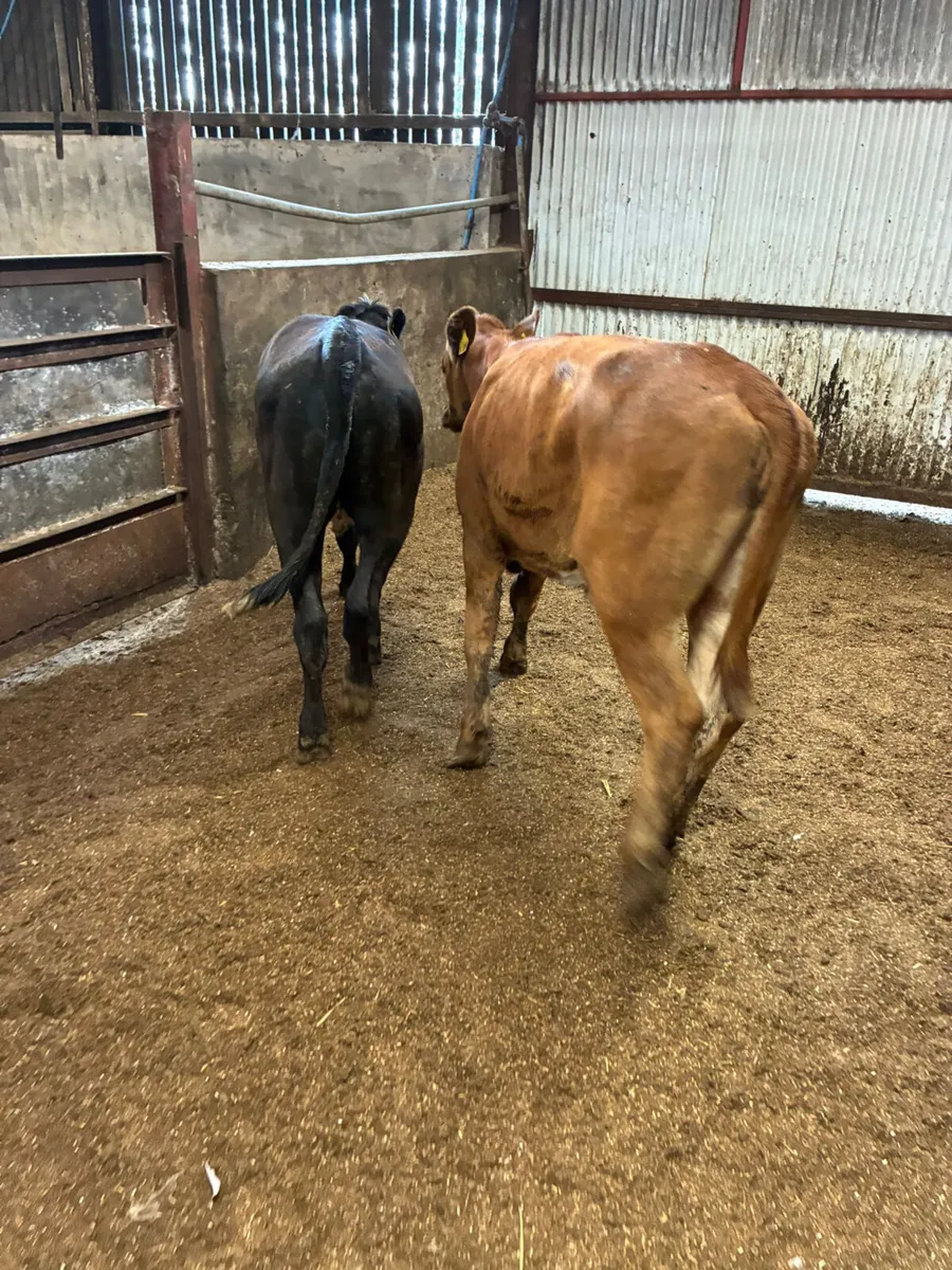Fkv heifers - Image 2