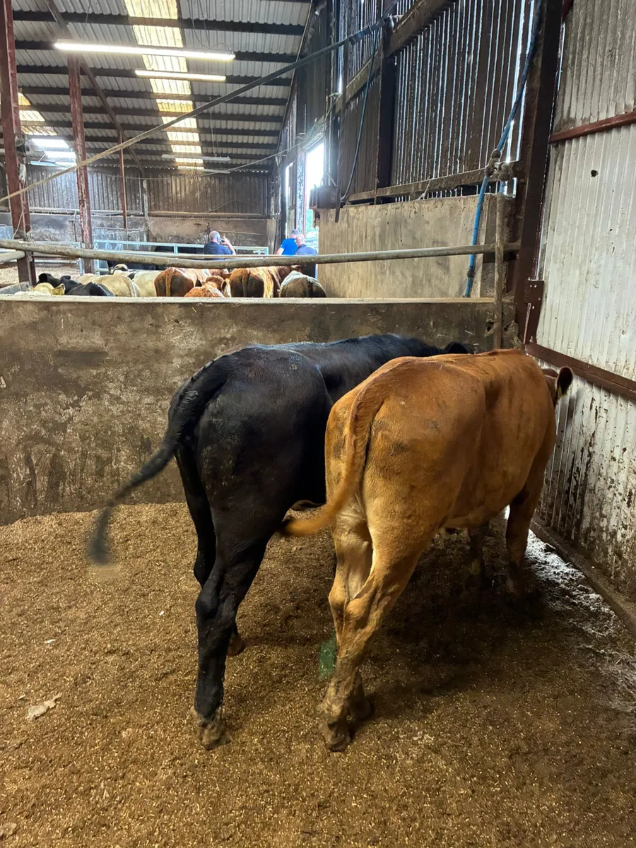 Fkv heifers - Image 4