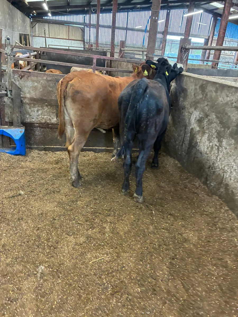Fkv heifers - Image 3