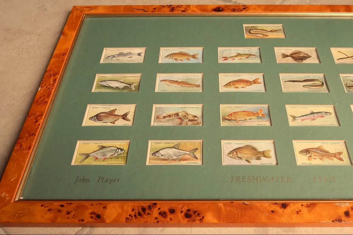 Vintage Collection Freshwater Fish Cigarette Cards - Image 2