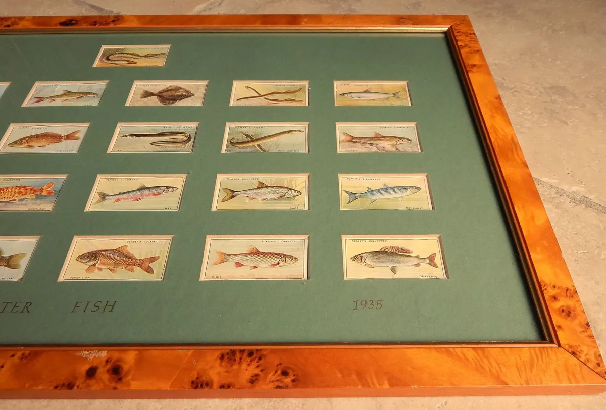 Vintage Collection Freshwater Fish Cigarette Cards - Image 3