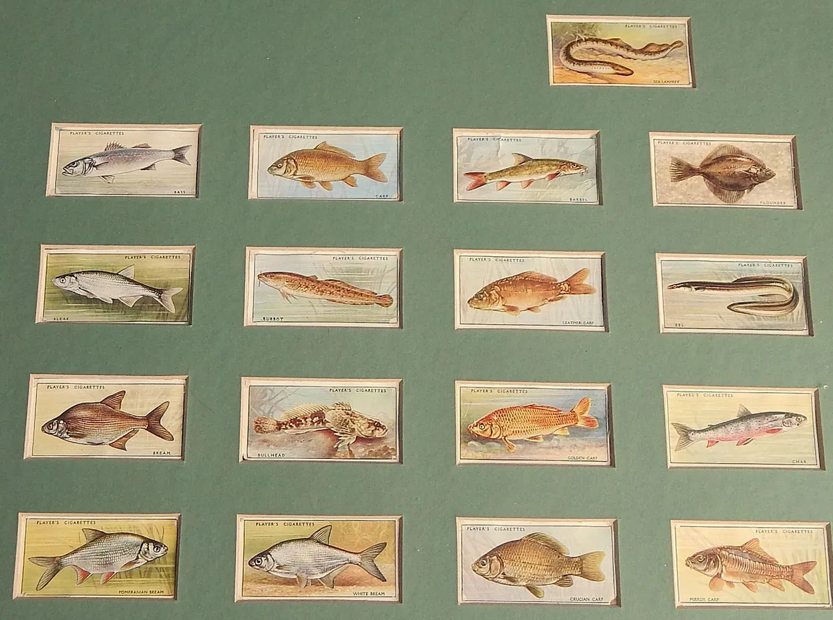 Vintage Collection Freshwater Fish Cigarette Cards - Image 4