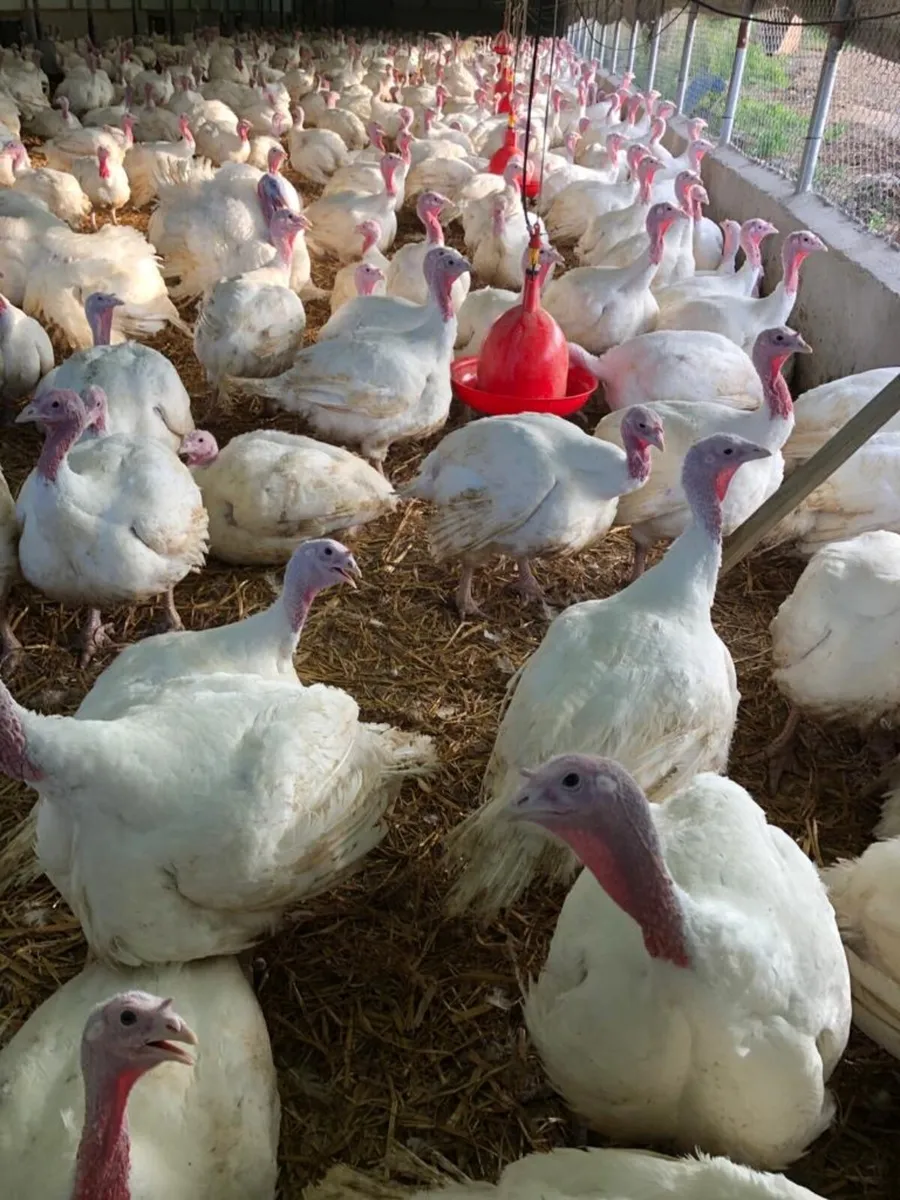 Poultry delivered tomorrow - Image 1