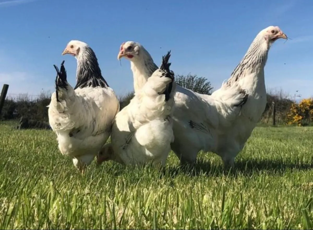 Poultry delivered tomorrow - Image 2