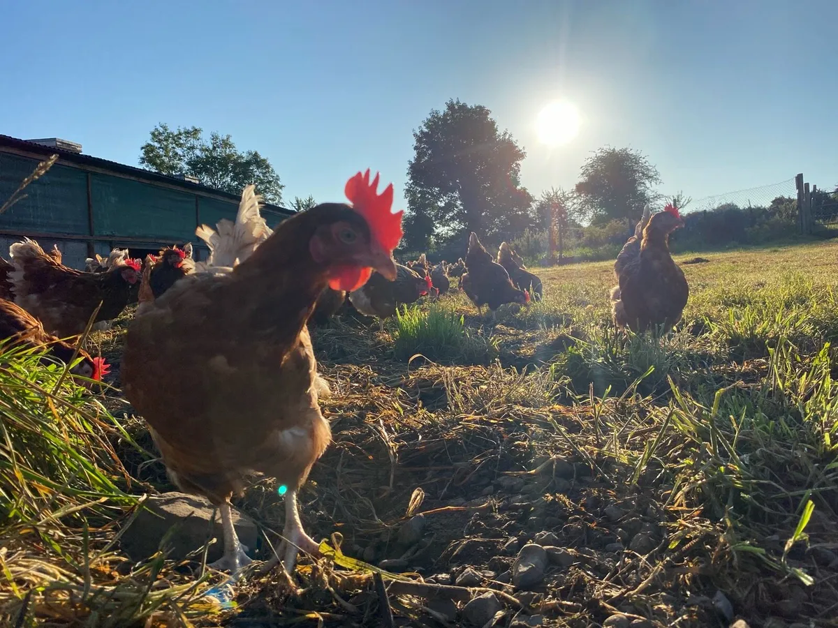 Poultry delivered tomorrow - Image 3