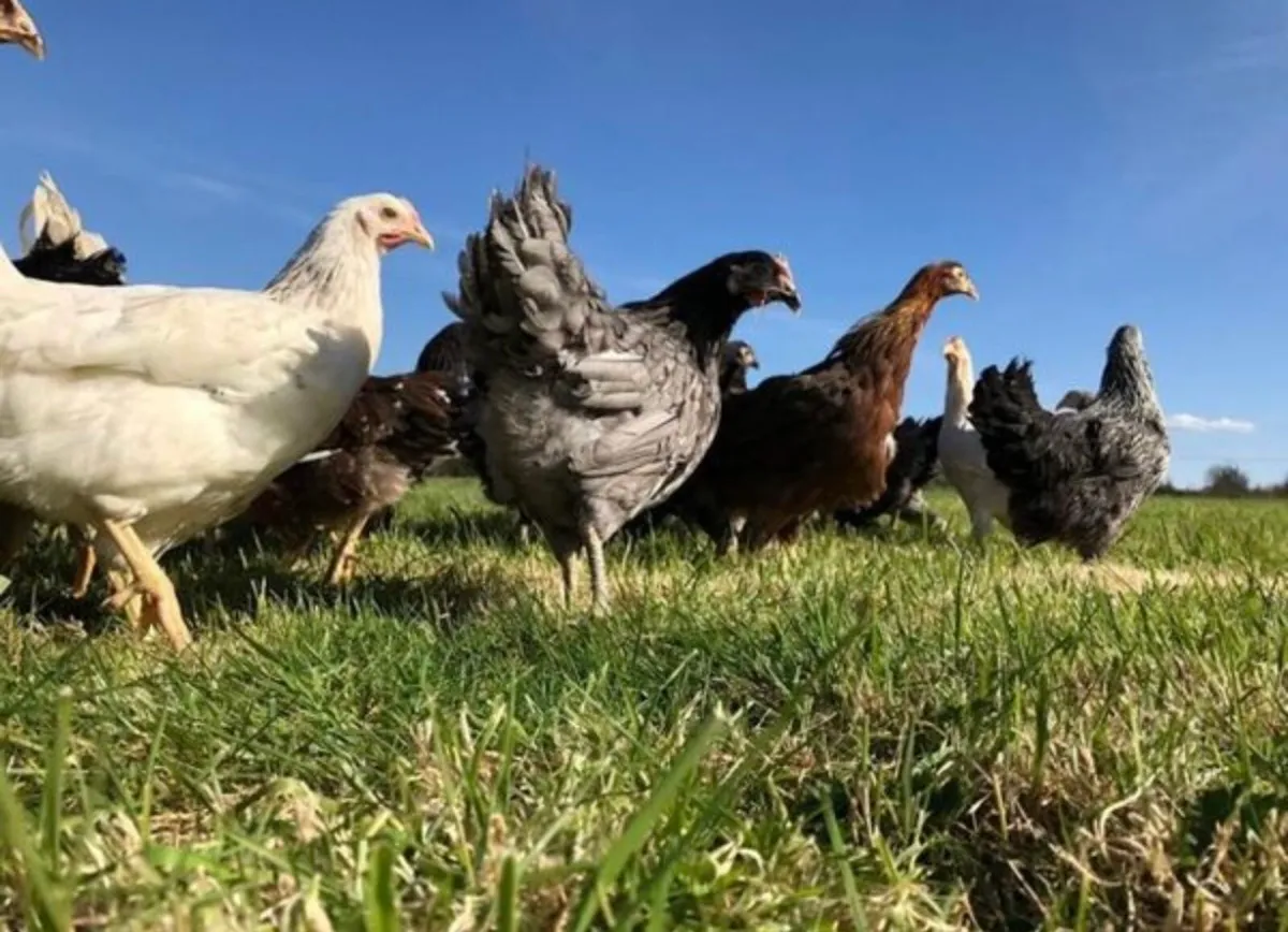 Poultry delivered tomorrow - Image 4