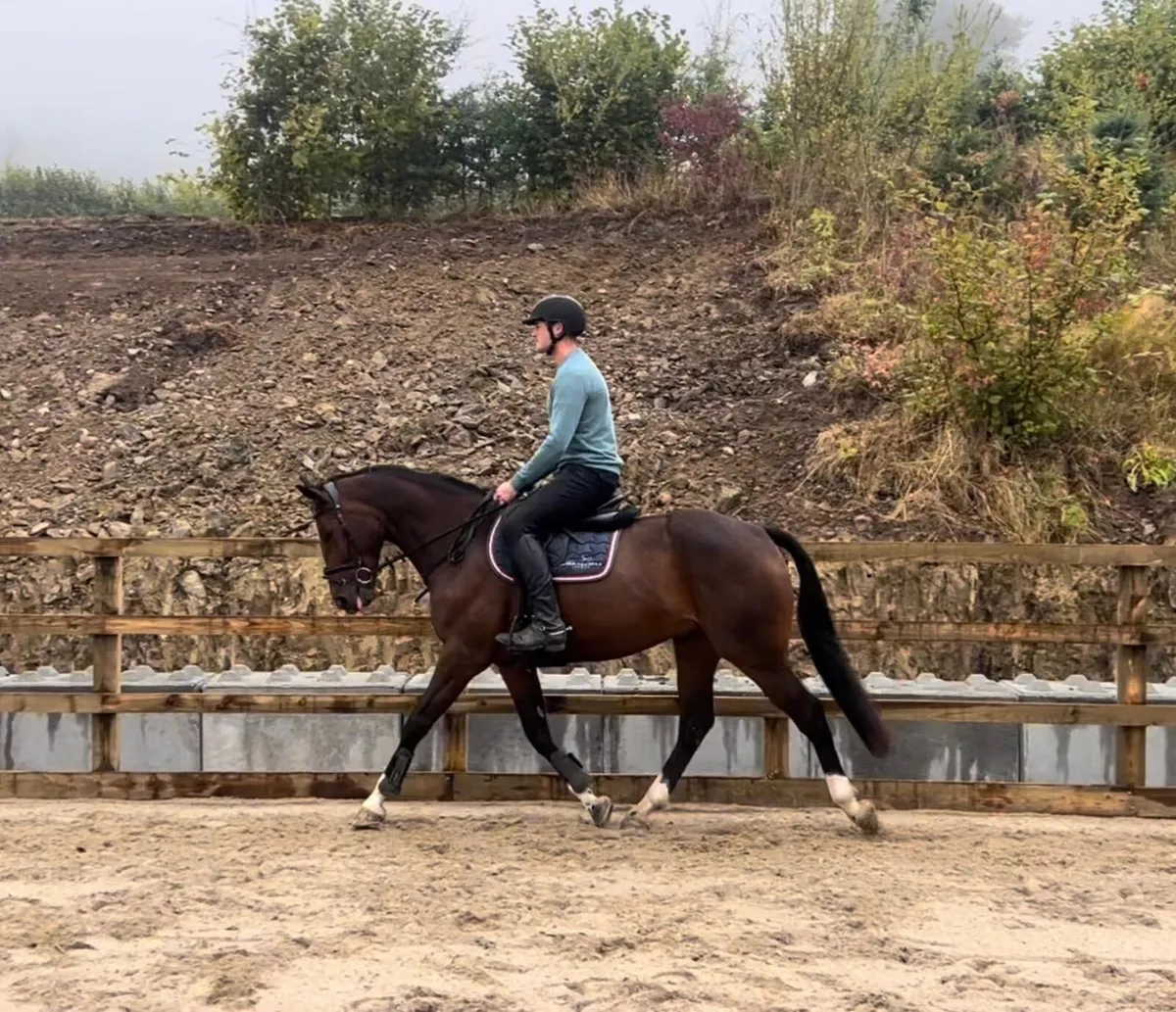 16.2 allrounder gelding - Image 1